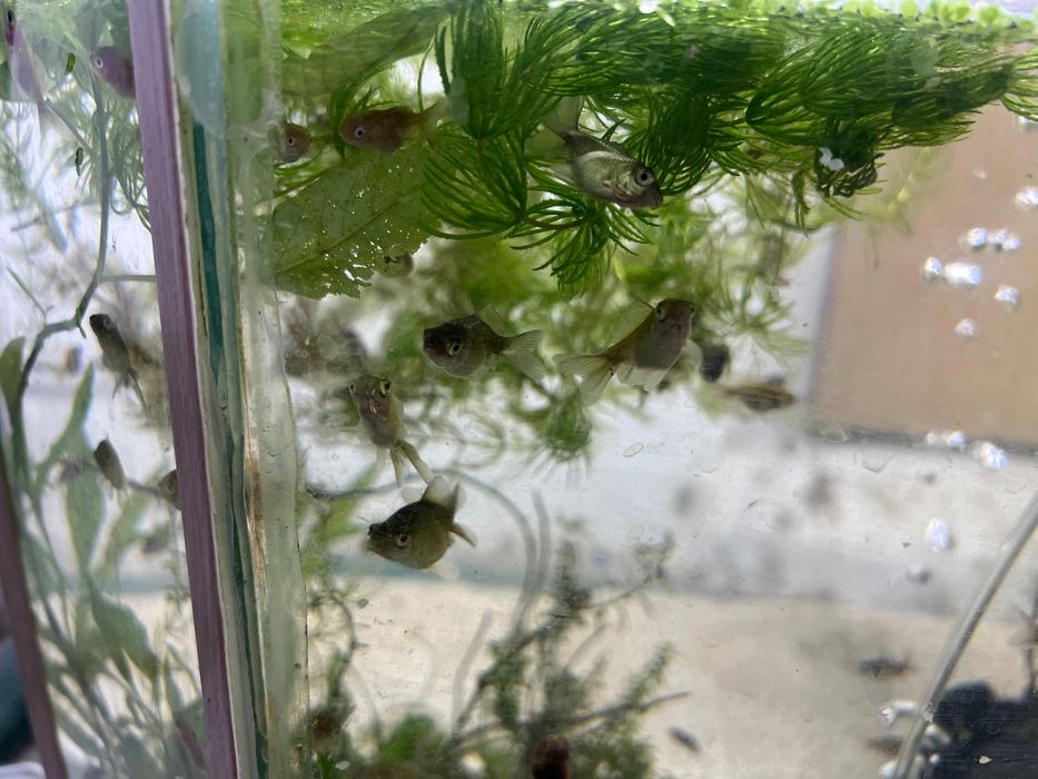 Балыктар сатылады