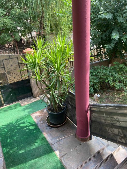 Vând urgent un palmier și două plante yucca.