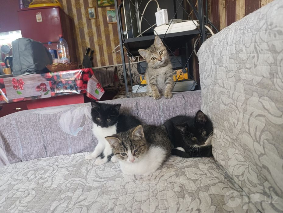 Отдаю даром котят