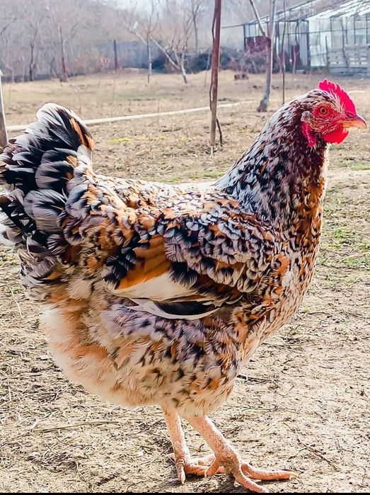 Яйца от Ливенска Пъстра кокошка