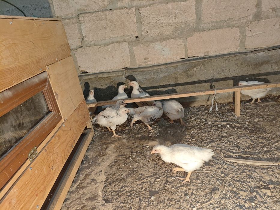 Адлер балапандар сатлад