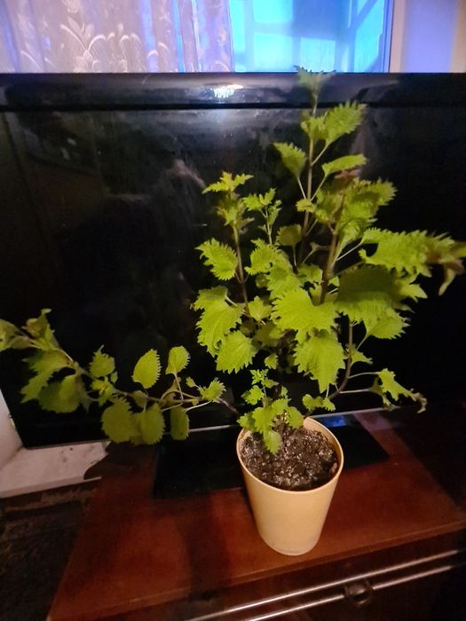 Колиус цветок домашний