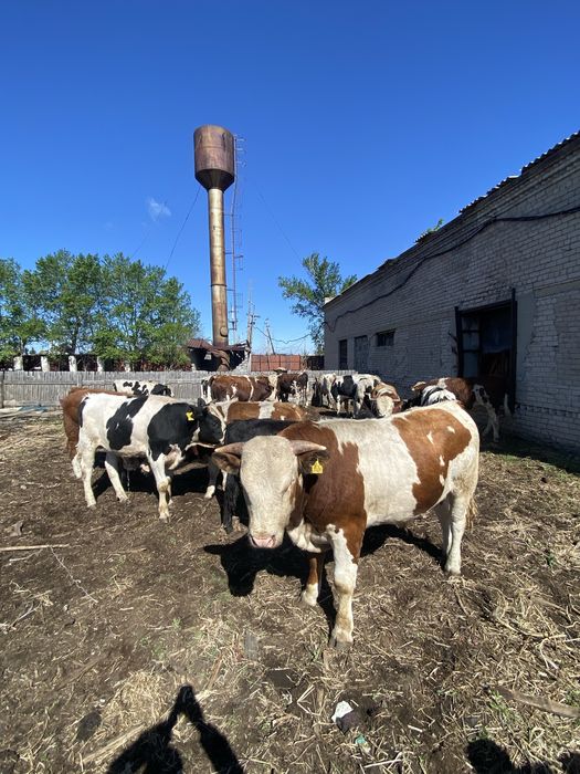 Продам племенных быков