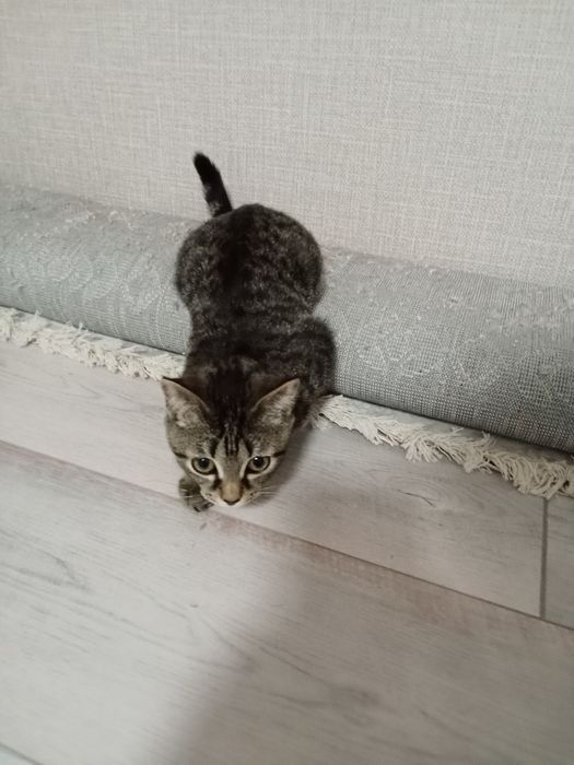 Отдам кошечку 4,5 мес.