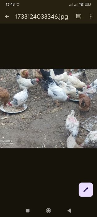 Яйца кур на инкубацию