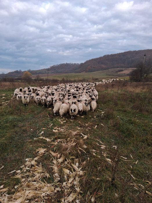 Vand 150 oi turcana breaza ,din efectiv de 250 de buc.