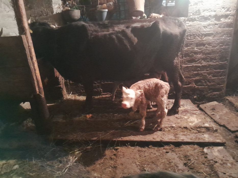 vand vaci crescute in gradina, unele au vitei dupa ele