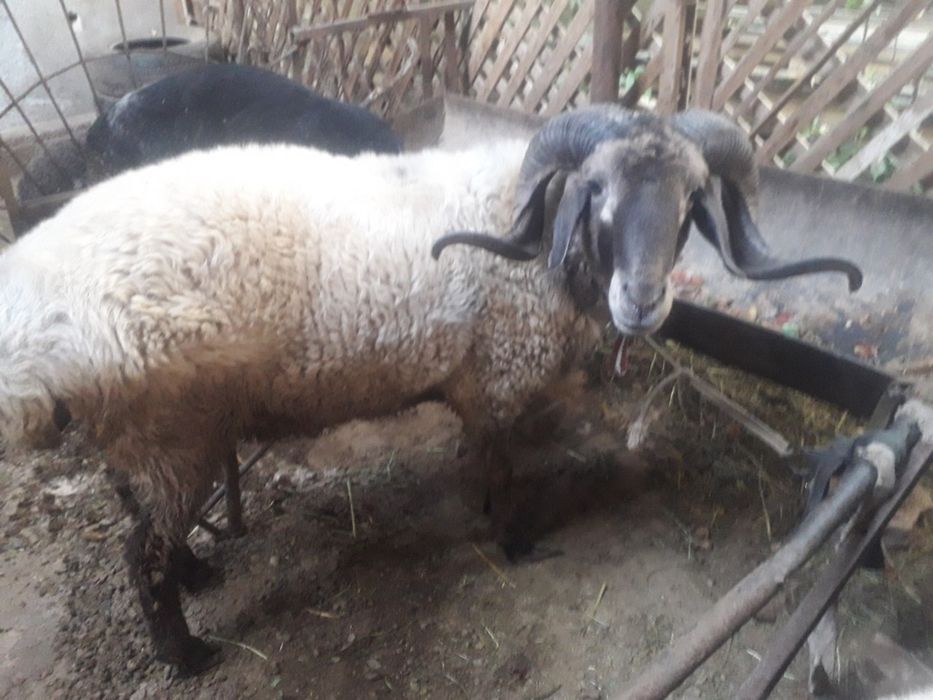 кучкорлар сотилади