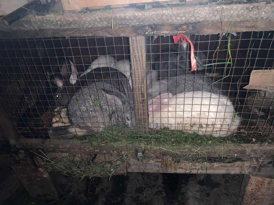 Кролики крольчат