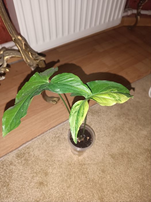 Сингониум, сциндапсус, Фил маск