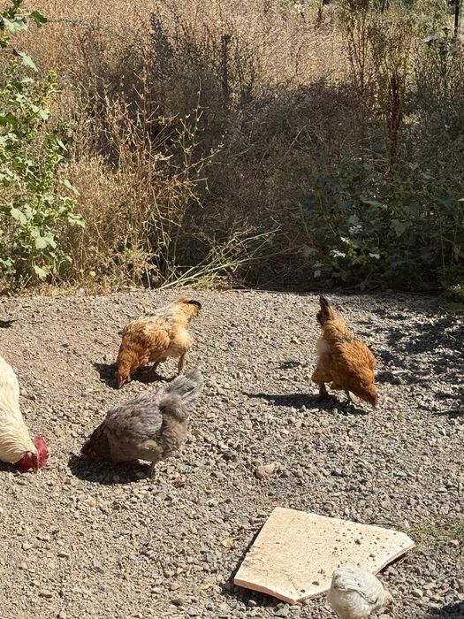 Продам кур молодые