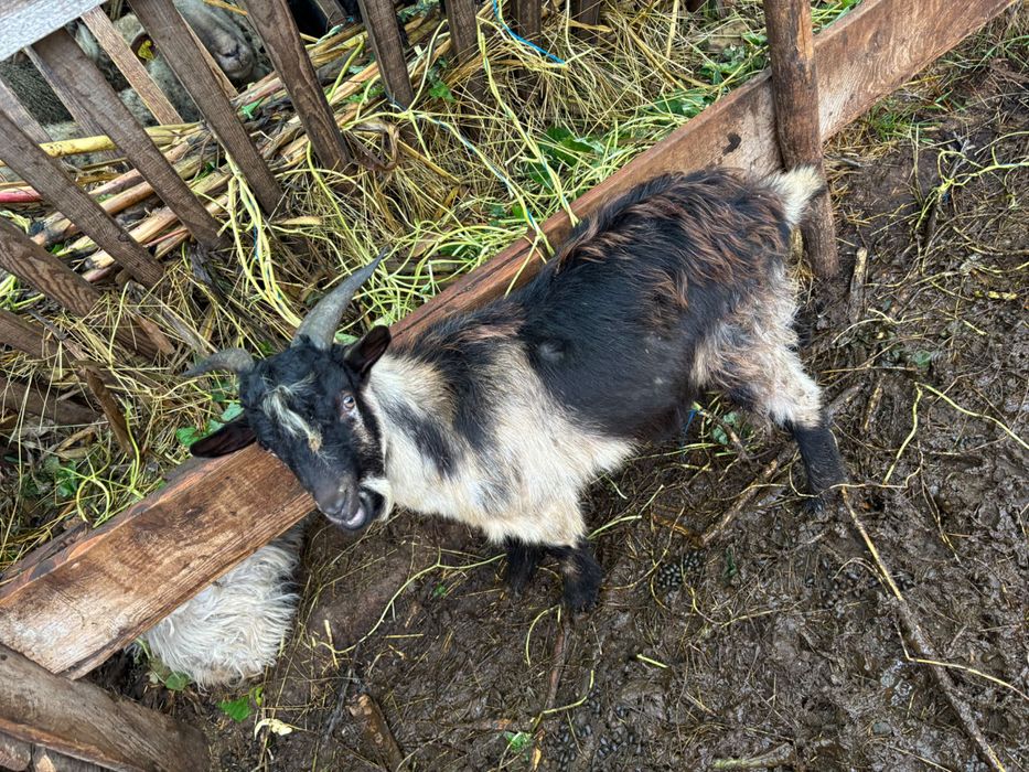 Animale de vânzare  oi