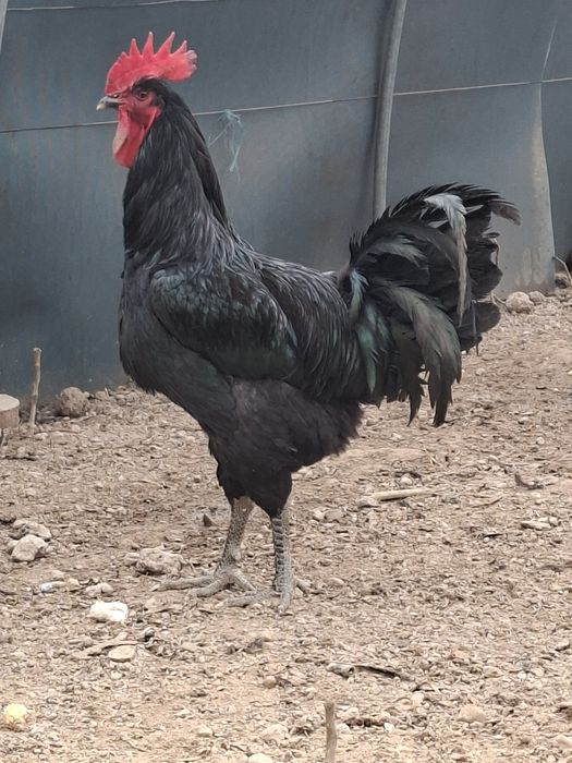 Кора шахзода хуроз. Эски зот.