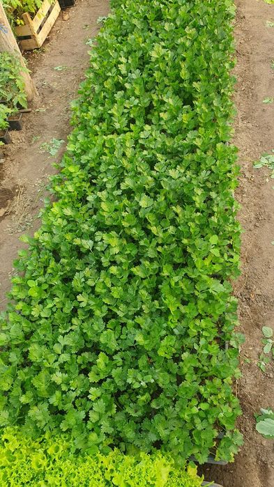 Rasaduri legume rosii, vinete, ardei, telina - producator
