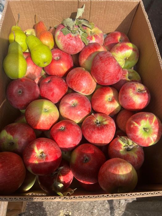 Апорт груша золотое яблоки