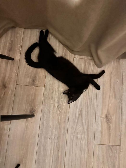 Котенок бесплатно