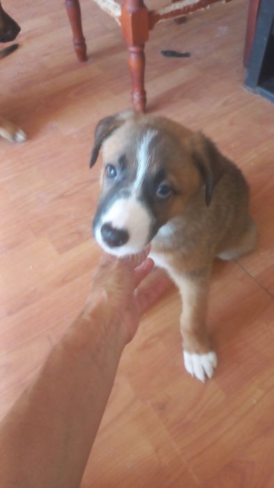 Подаряваме малки и големи кученца