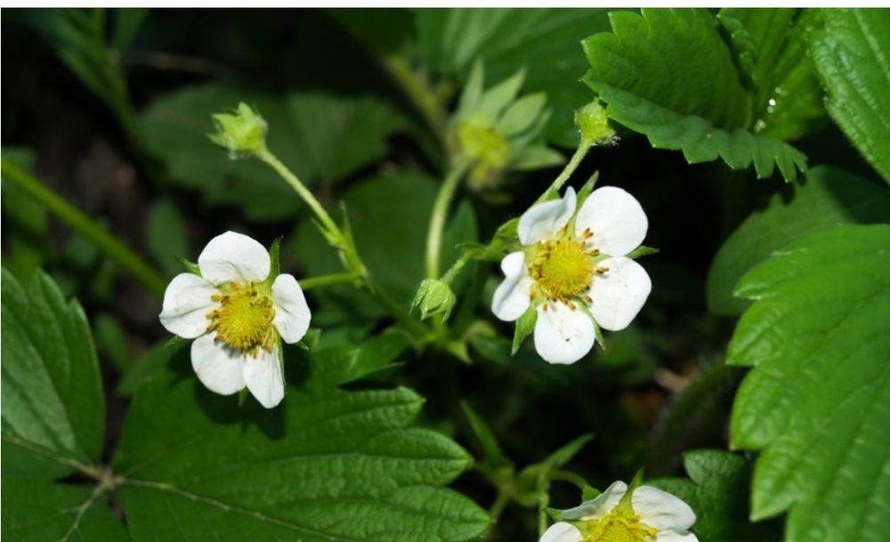 Саженцы клубники