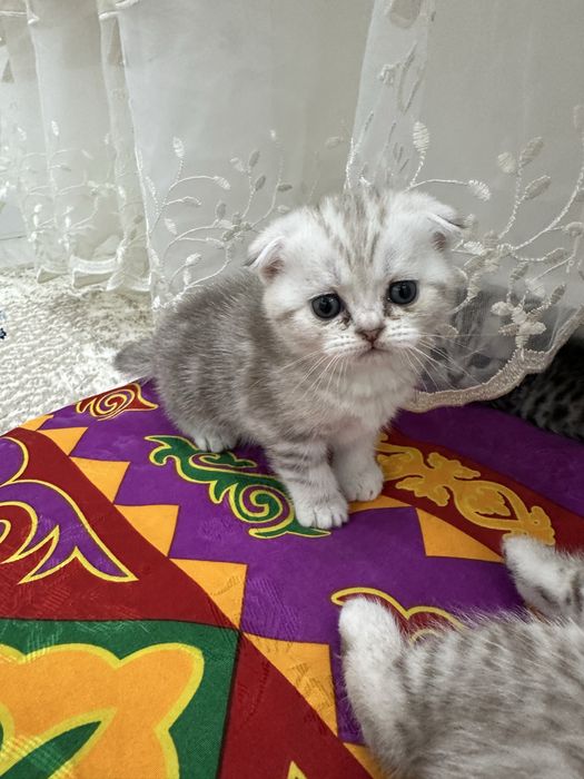 Шотландская вислоухая котята