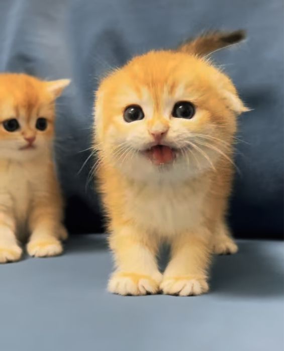Котята шиншилята