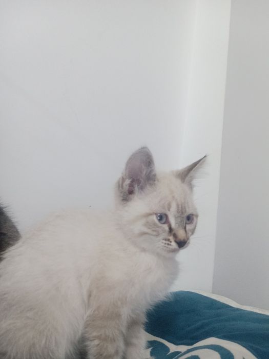 Котенок 1.5,2 месяца
