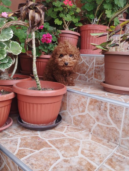 Той Пудел Toy Poodle.