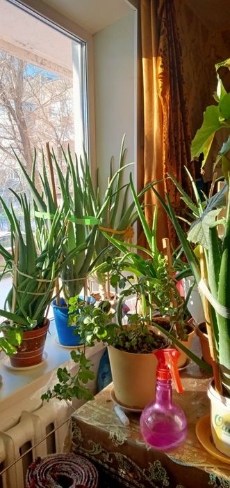 Алоэ лечебное домашнее