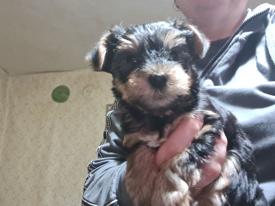 Две момченца красиви