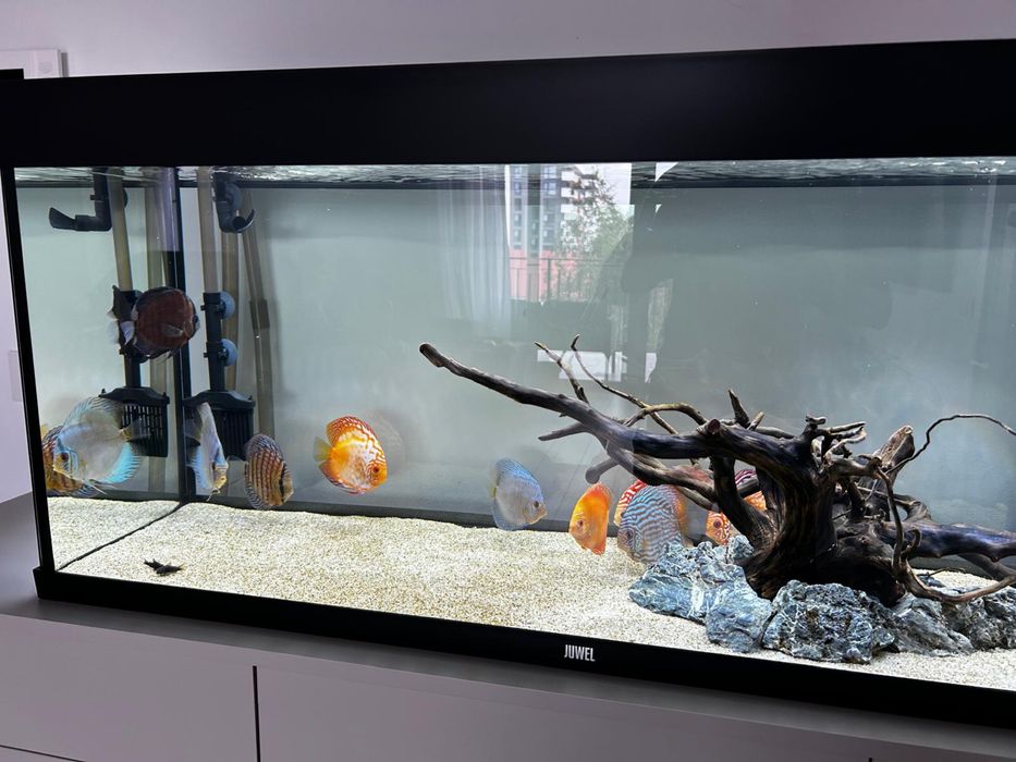 Acvariu Juwel Rio 240 litri