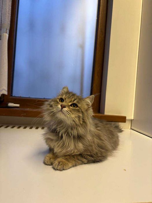 Пристраивается кошечка