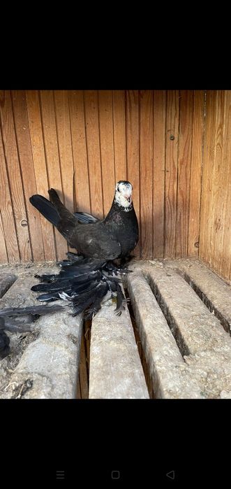 Продаются голуби разных пород