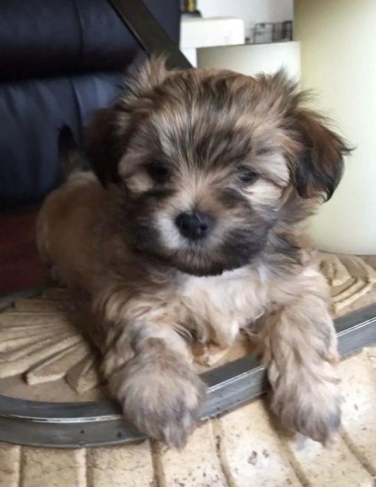 Bichon  havanez fetiță