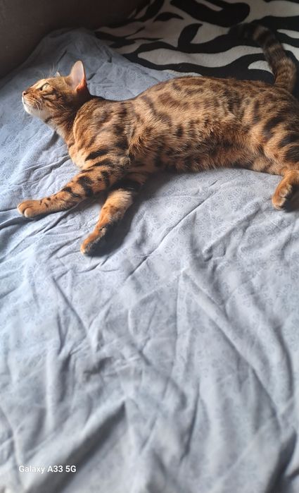 Вязка кота бенгалов