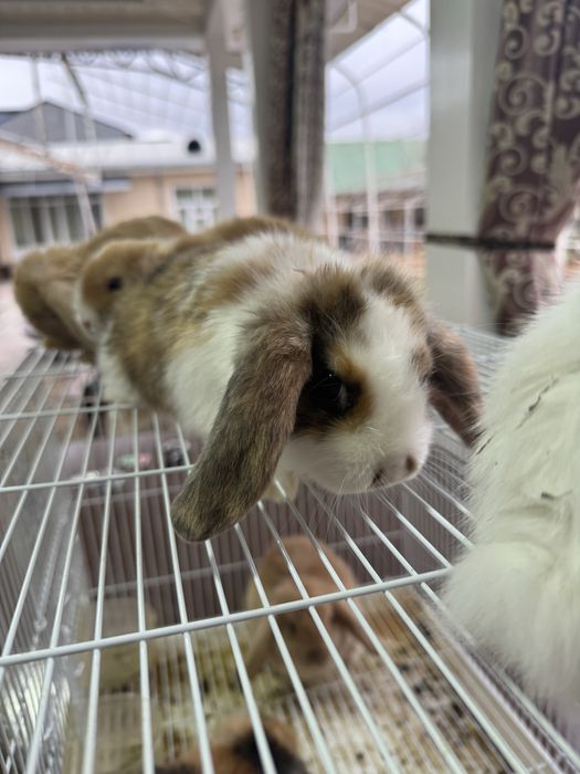 Karlik quyonlar sotiladi