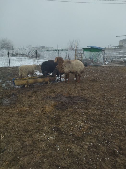 Қошқар сатам Арашан