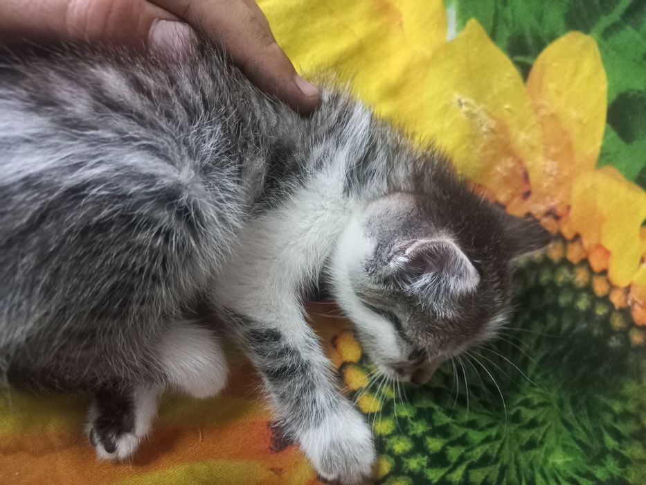 Одам котят бесплатно