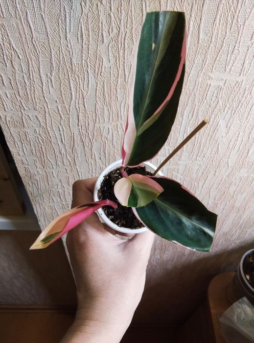 Комнатные растения продажа