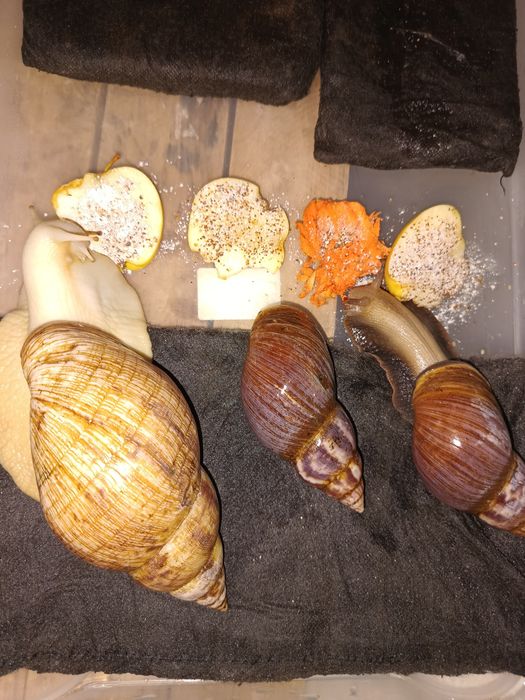 Продаются улитки сухопутные/ахатины