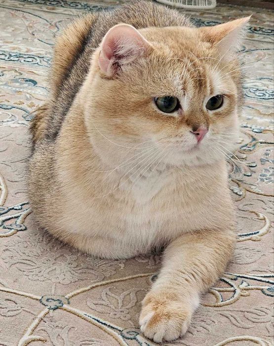 Shatlanskiy Skotsh strayt