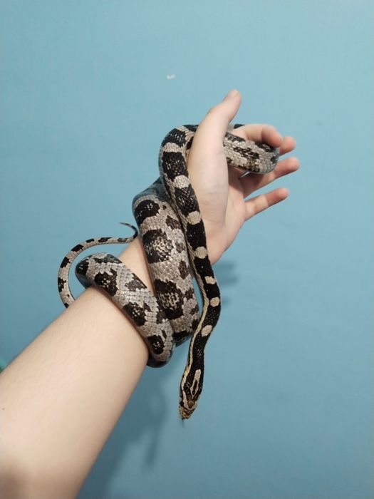 Маисовый полоз самец