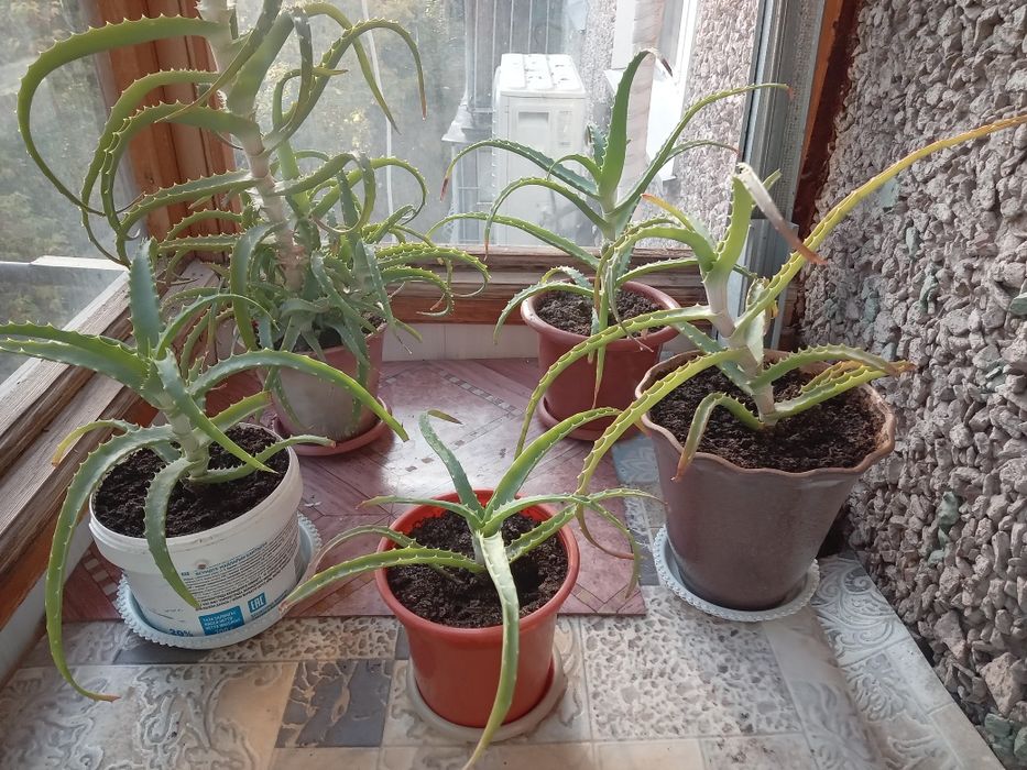 Продам лечебный алое