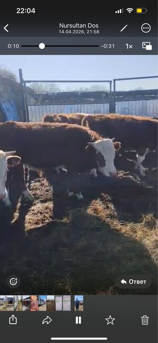 Падсостар 43 бас оптом