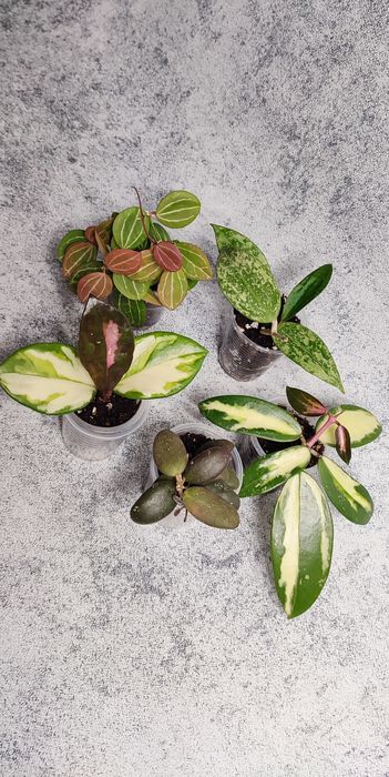 Хойи Караганда , наборы хой