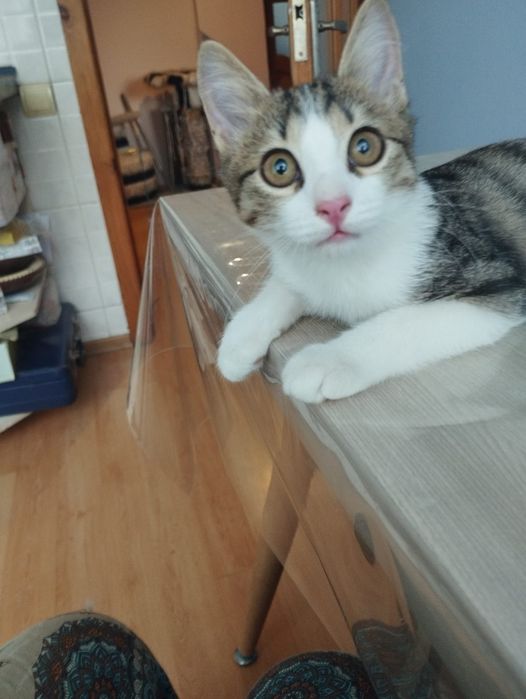 Котёнок ищет дом