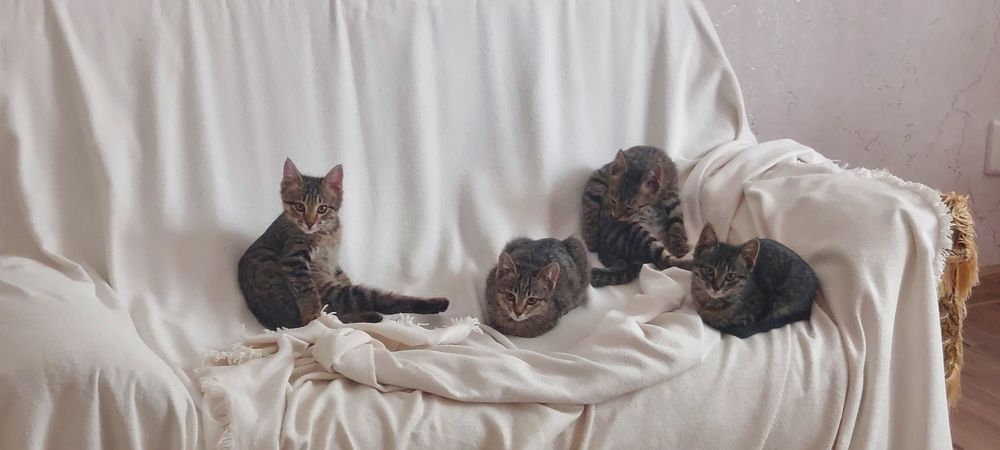 Котята домашние в добрые руки. Мальчики и девочка.