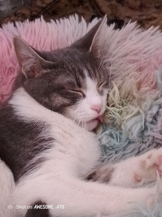 Продам кошку в добрые руки, СРОЧНЫЙ