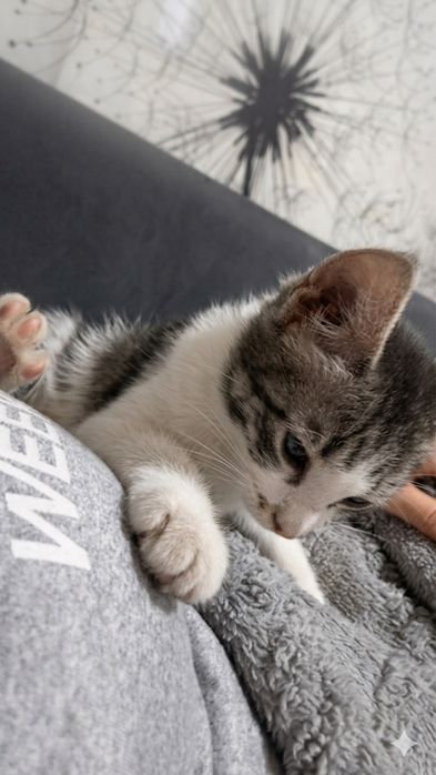 Отдам котенка в добрые руки