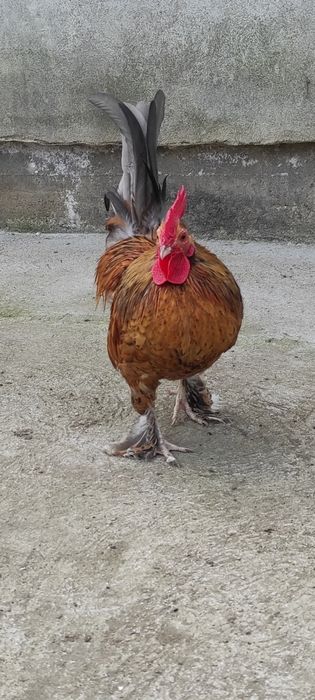 Cocoș pitic american