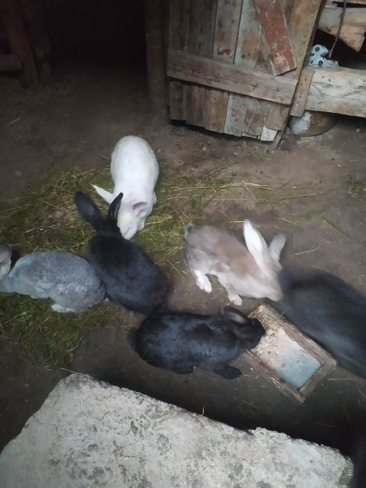 Gibrid Flandr quyonlar sotiladi