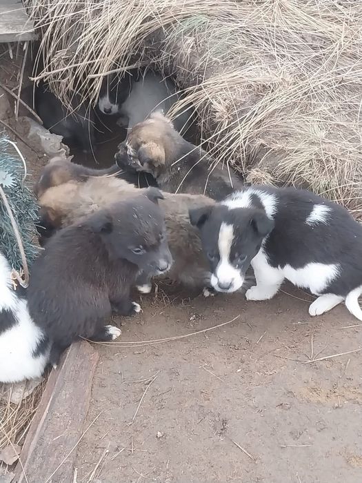 SOS! Малыши замерзают